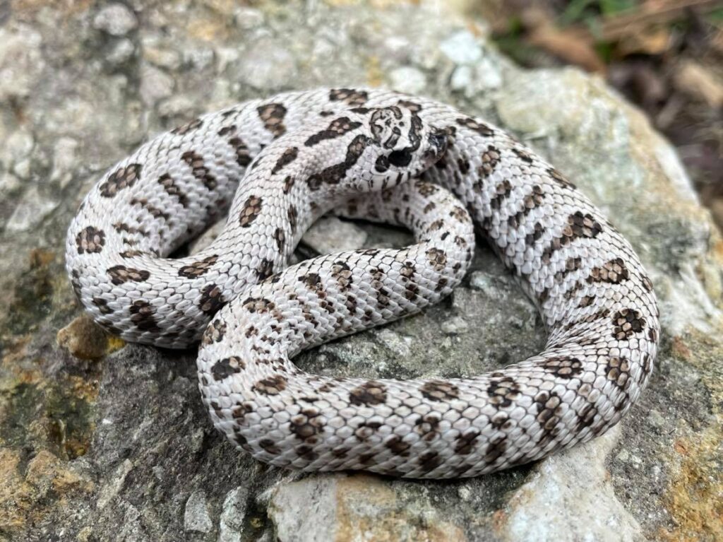 hognose morph snakes