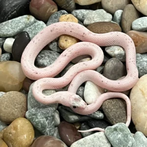 Anery Palmetto Corn Snake for Sale