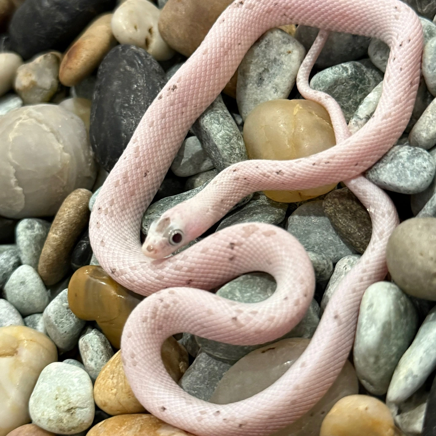 Anery Palmetto Corn Snake for Sale