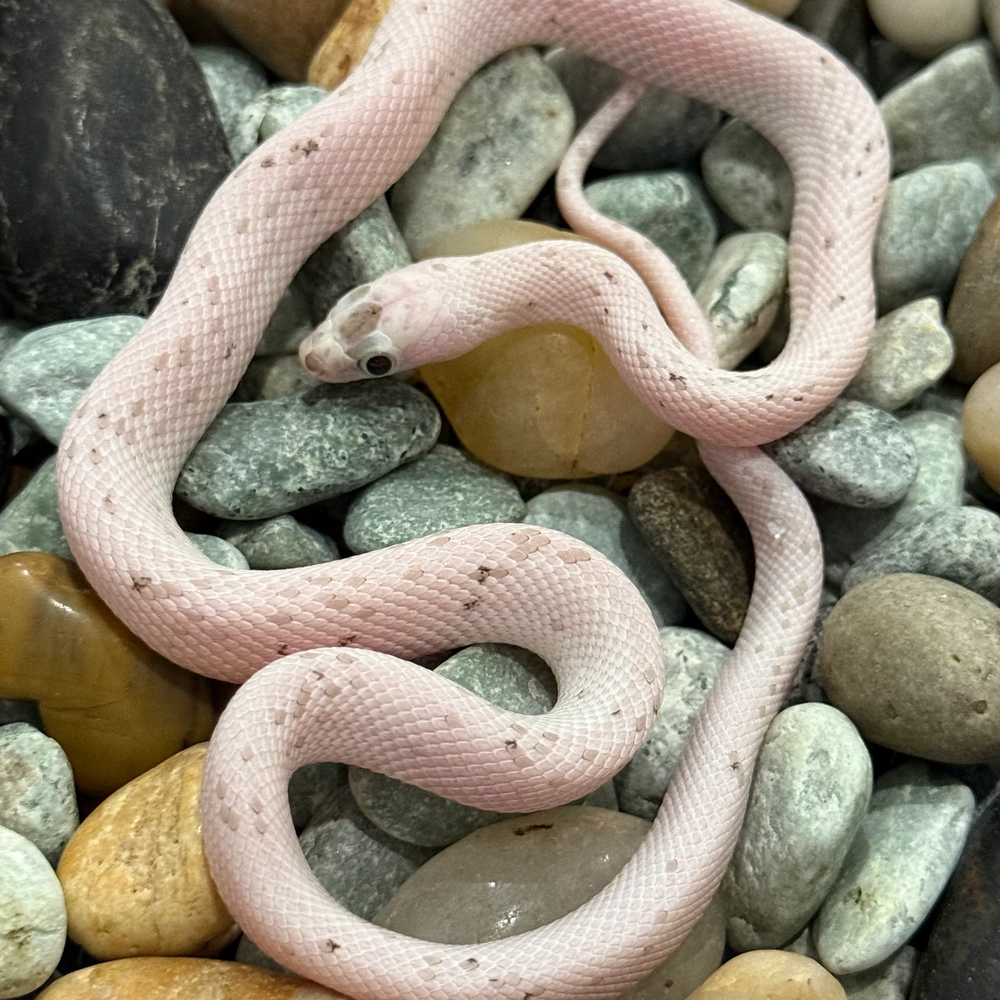 Anery Palmetto Corn Snakes for Sale
