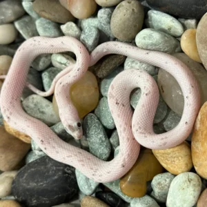 Anery Palmetto Corn Snakes for Sale