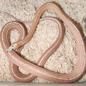 Scaleless Tessera Corn Snake For Sale
