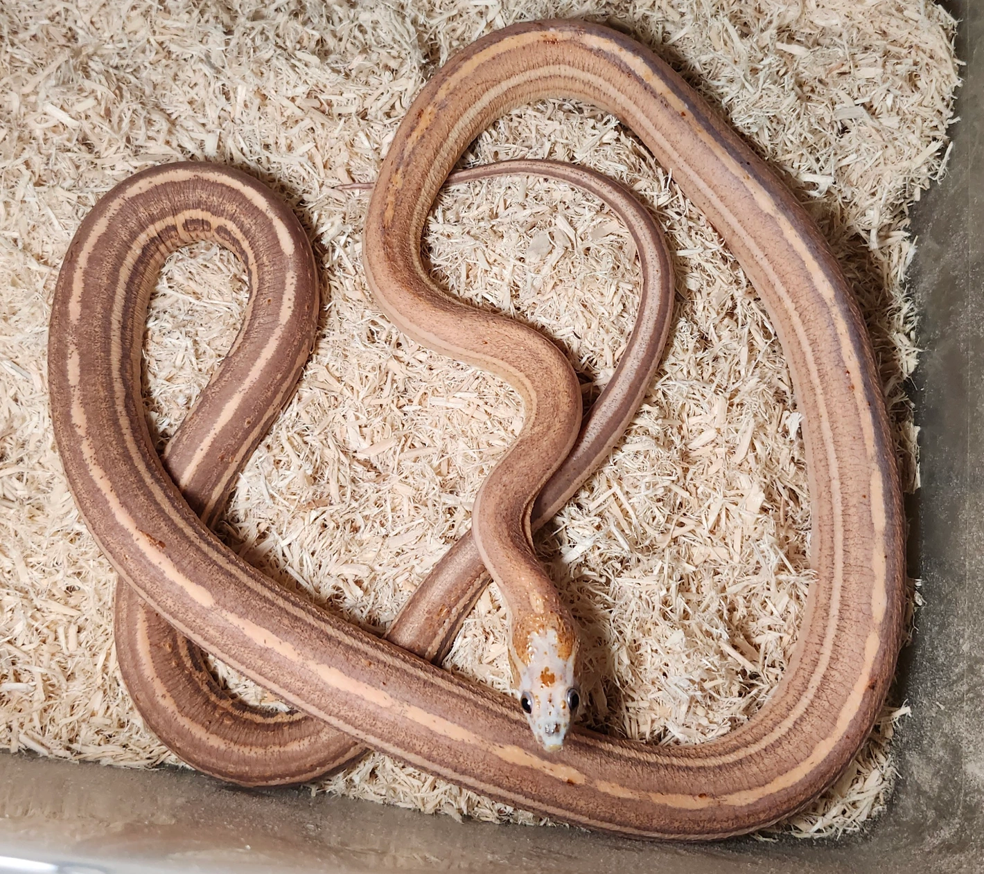 Scaleless Tessera Corn Snake For Sale