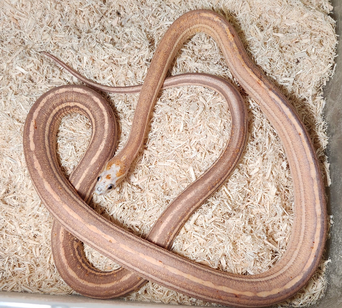 Scaleless Tessera Corn Snake