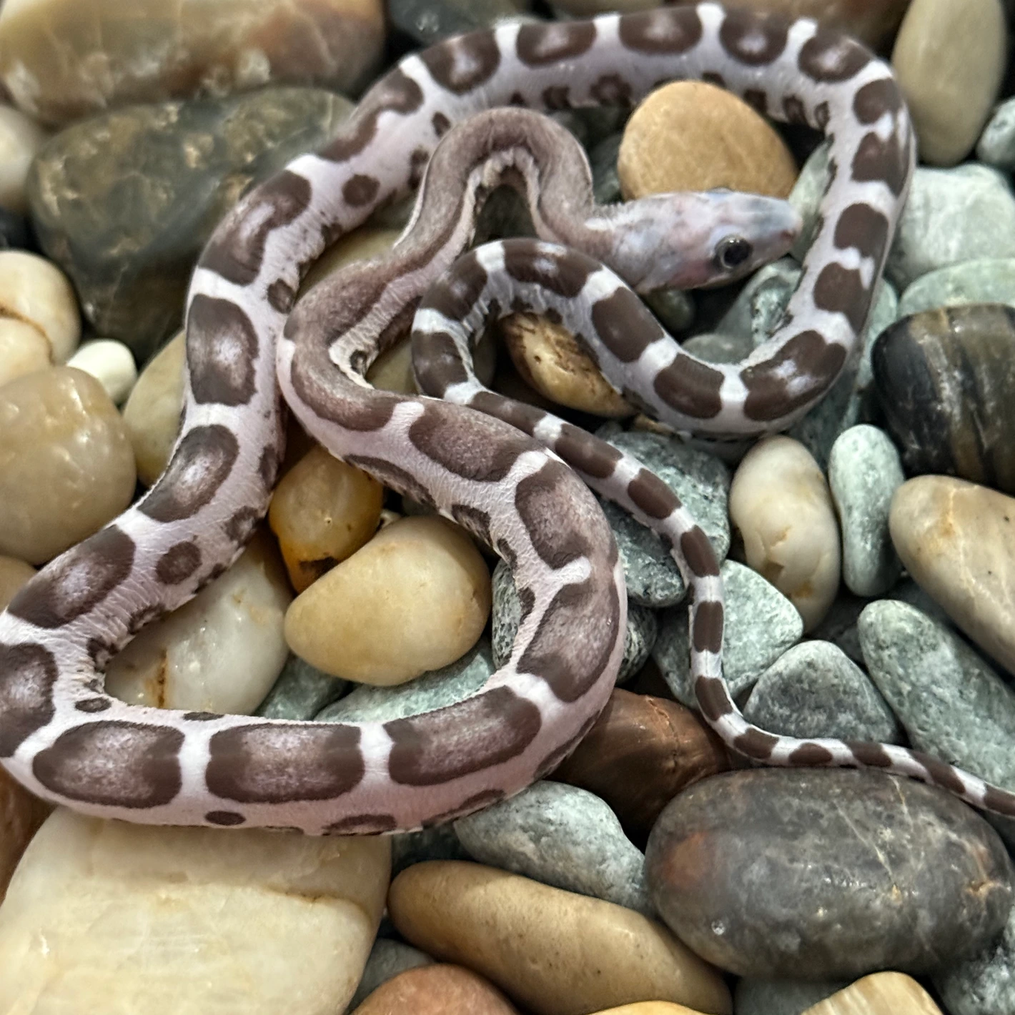Anery Scaleless Corn Snake