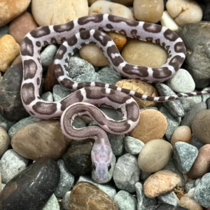 Anery Scaleless Corn Snake