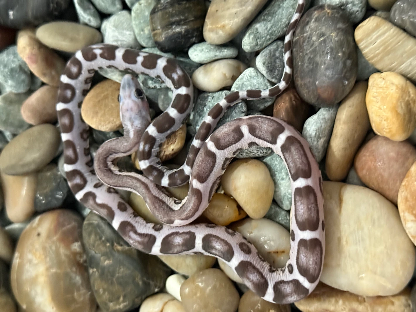 Anery Scaleless Corn Snake