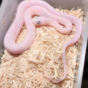 Scaleless Palmetto Corn Snake baby