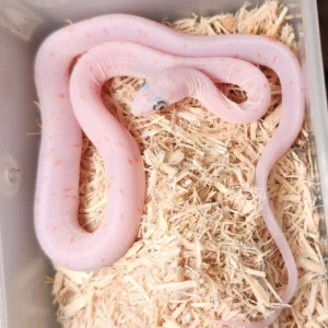 Scaleless Palmetto Corn Snake