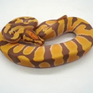 Baby Ball Python for sale