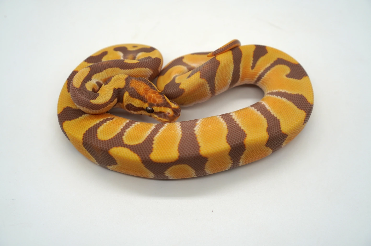 Baby Ball Python for sale