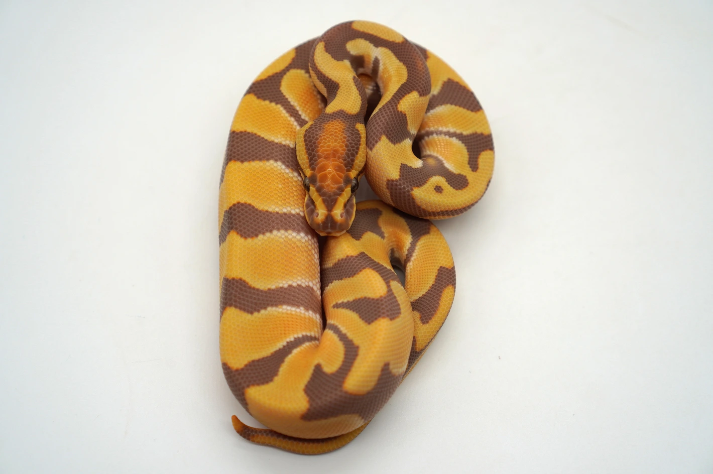 Super Orange Dream Ultramel Desert Ghost Baby Ball Python