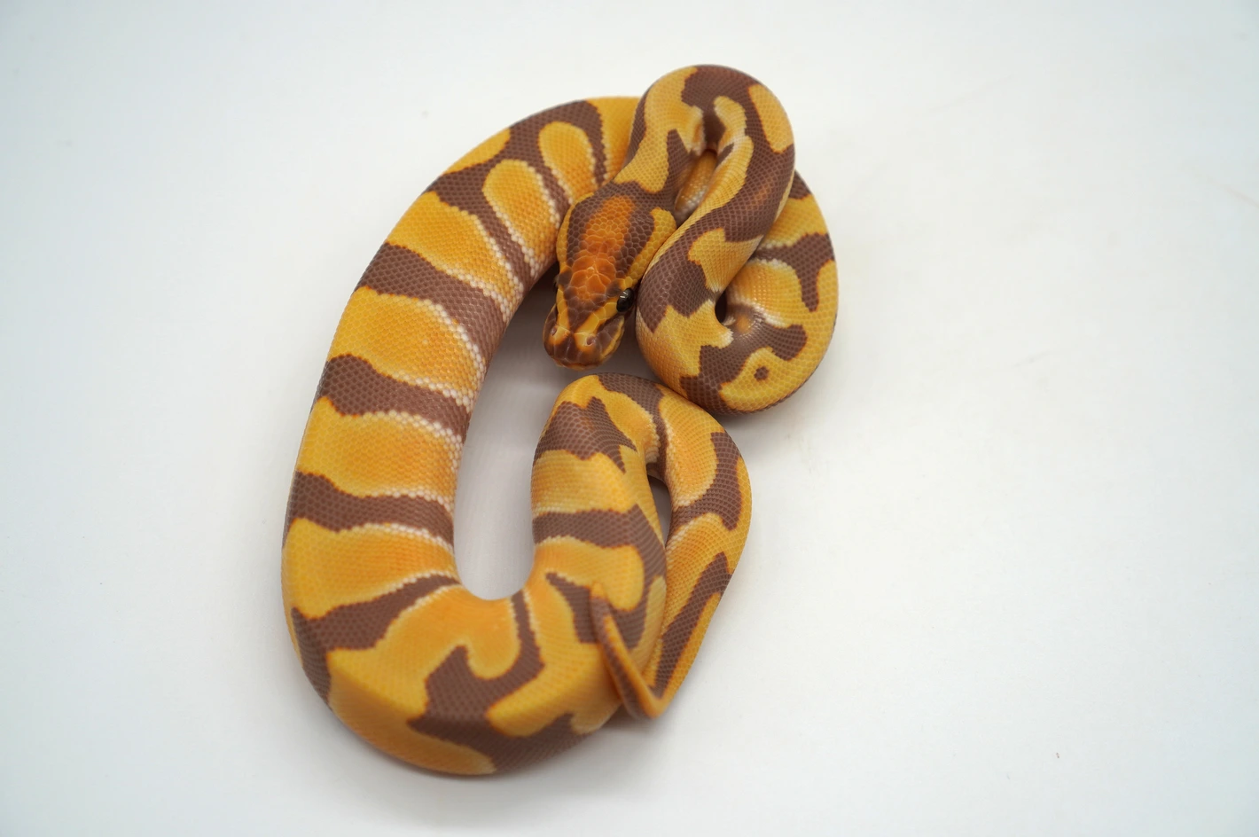 Super Orange Dream Ultramel Desert Ghost Baby Ball Python