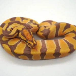 Baby Ball Python for sale