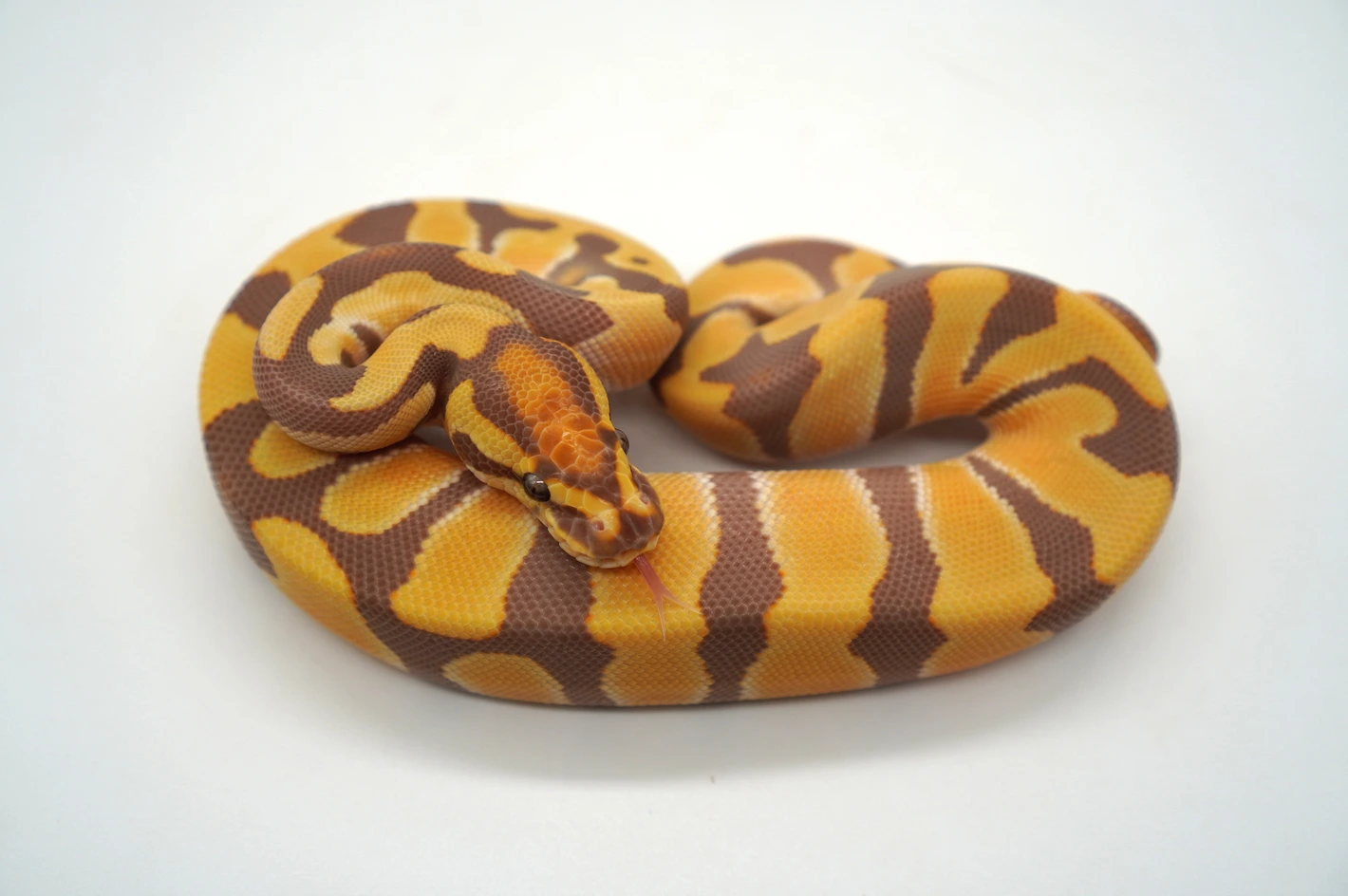 Baby Ball Python for sale