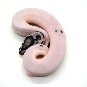 Desert Ghost VPI Axanthic Pied Ball Pythons