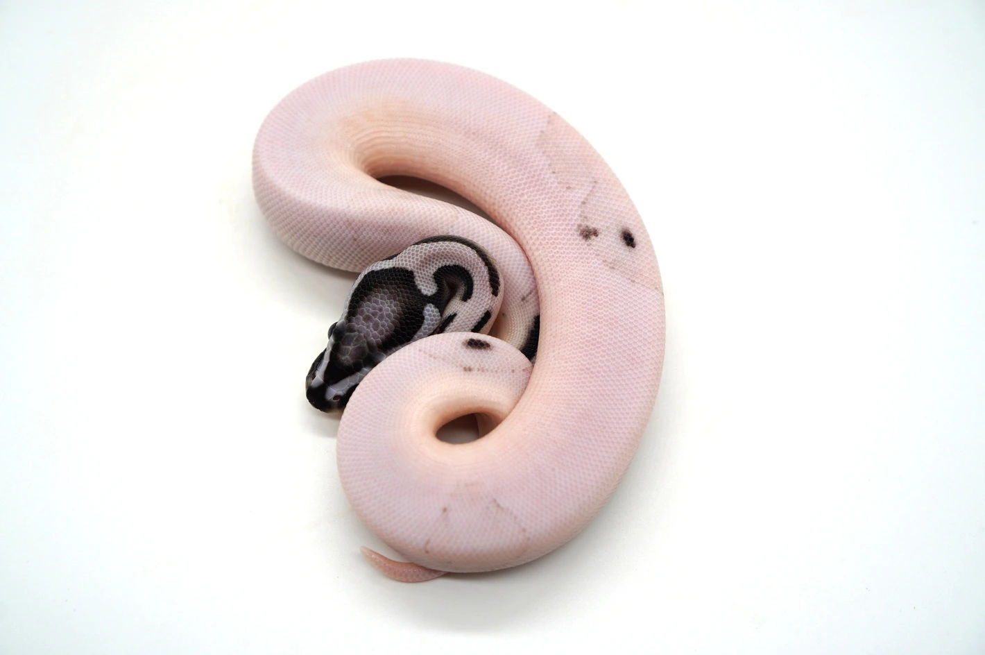 Desert Ghost VPI Axanthic Pied Ball Pythons