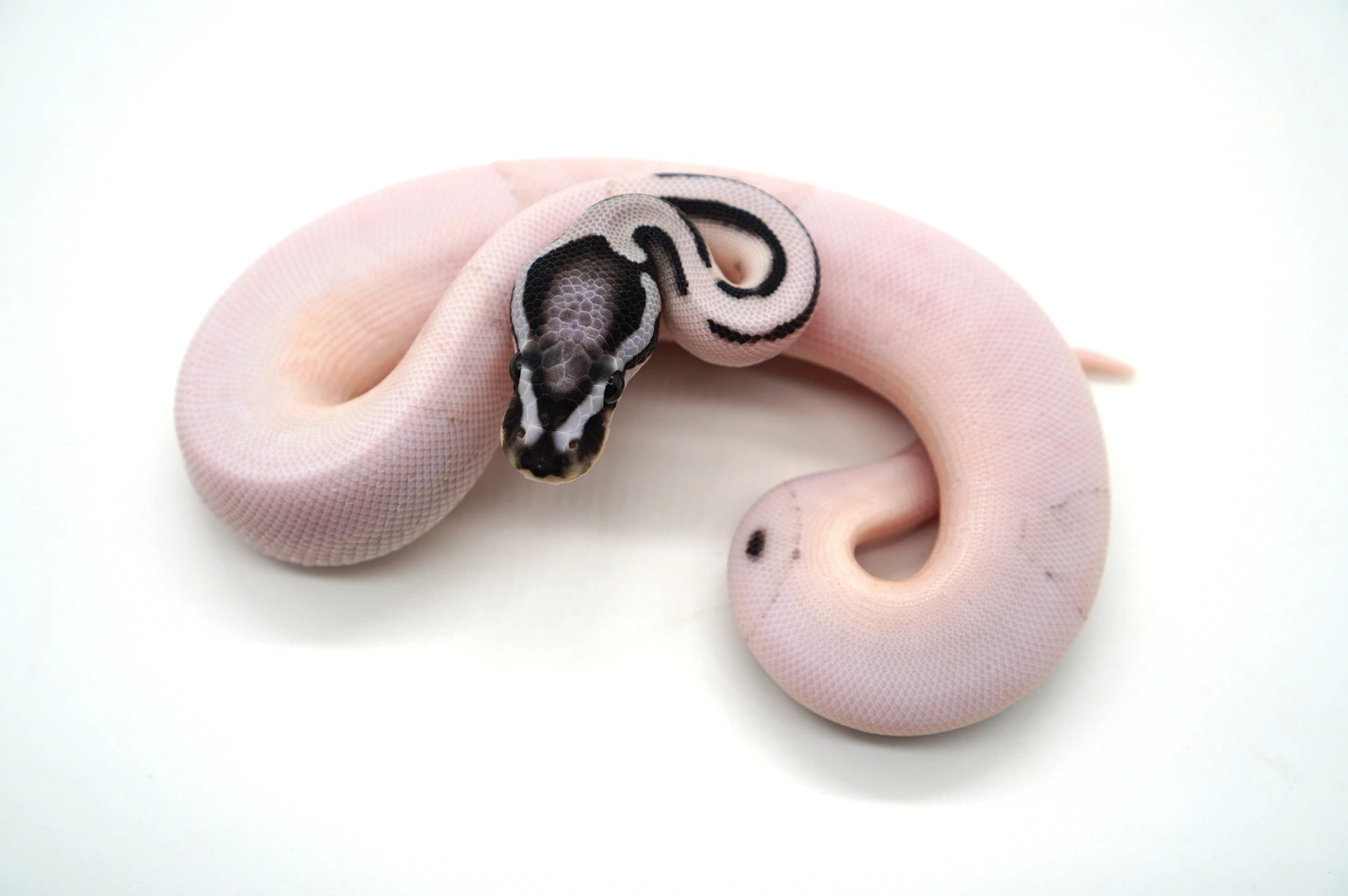 Desert Ghost VPI Axanthic Pied Ball Pythons