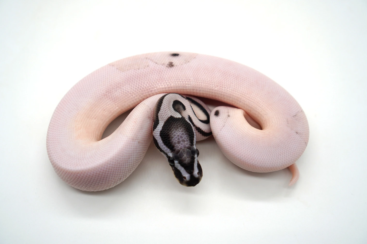 Desert Ghost VPI Axanthic Pied Ball Pythons