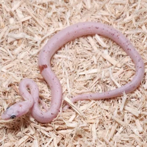 Microscale Palmetto Corn Snake