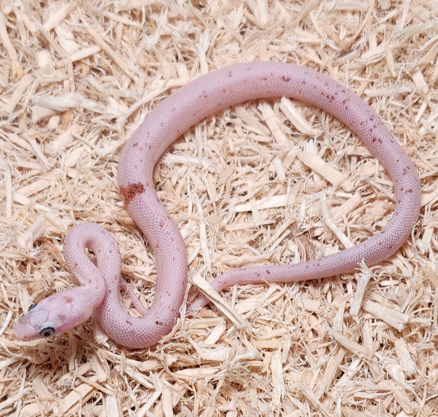 Microscale Palmetto Corn Snake