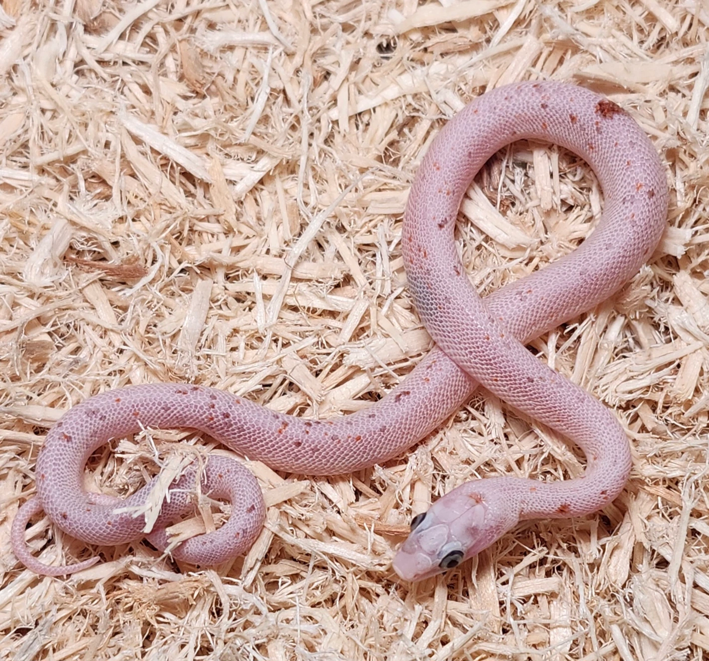 Microscale Palmetto Corn Snake