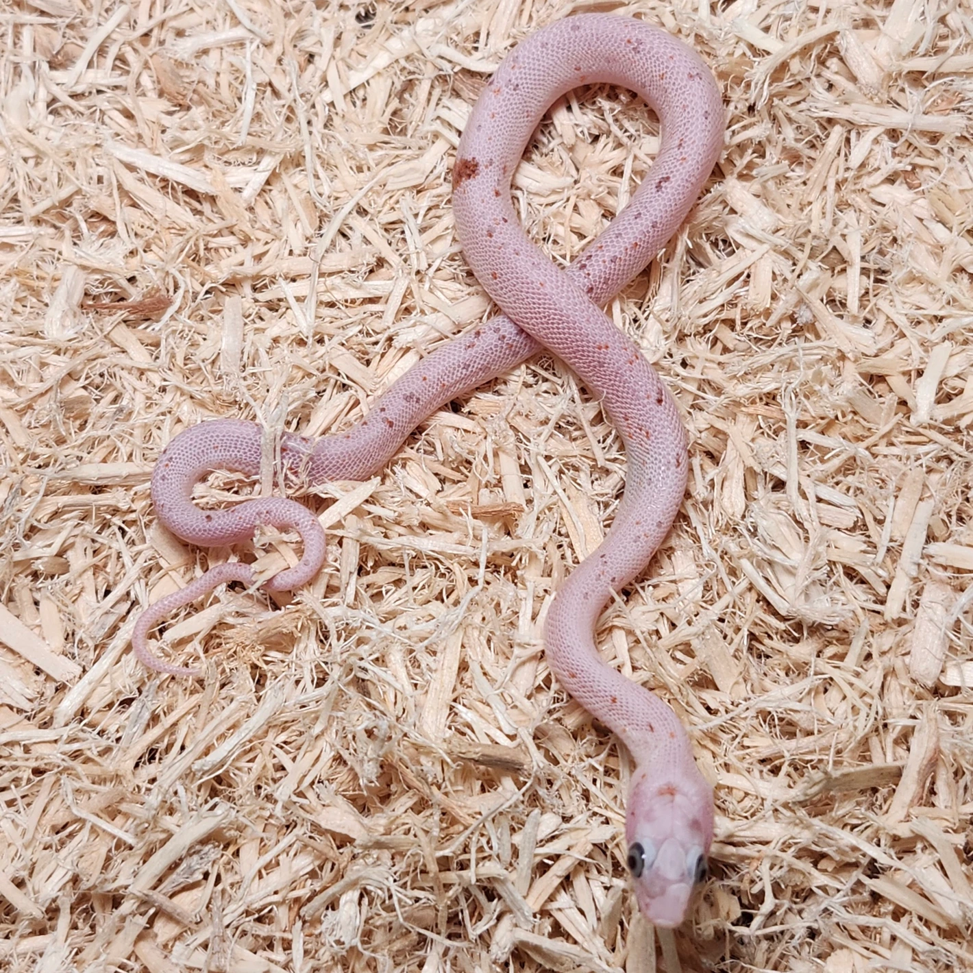 Microscale Palmetto Baby Corn Snake