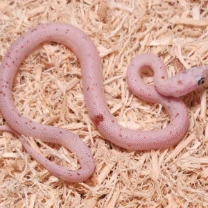 Microscale Palmetto Baby Corn Snake