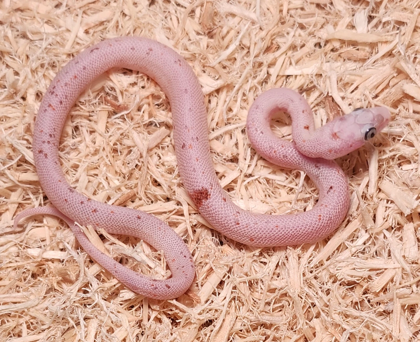 Microscale Palmetto Baby Corn Snake