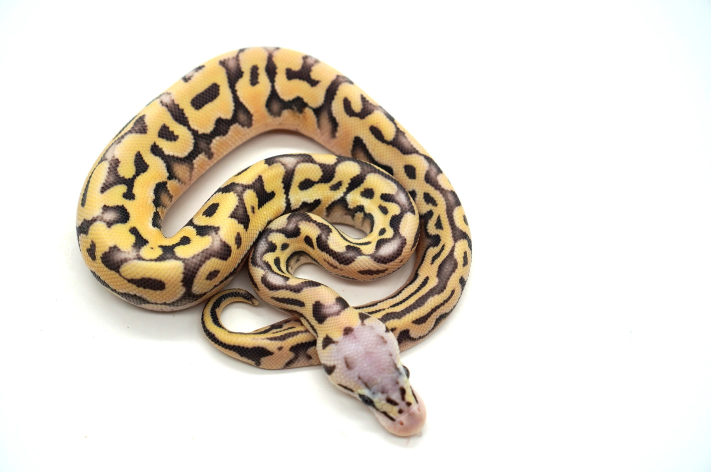 Super Pastel Desert Ghost Puzzle