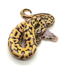 Ball Python Morphs