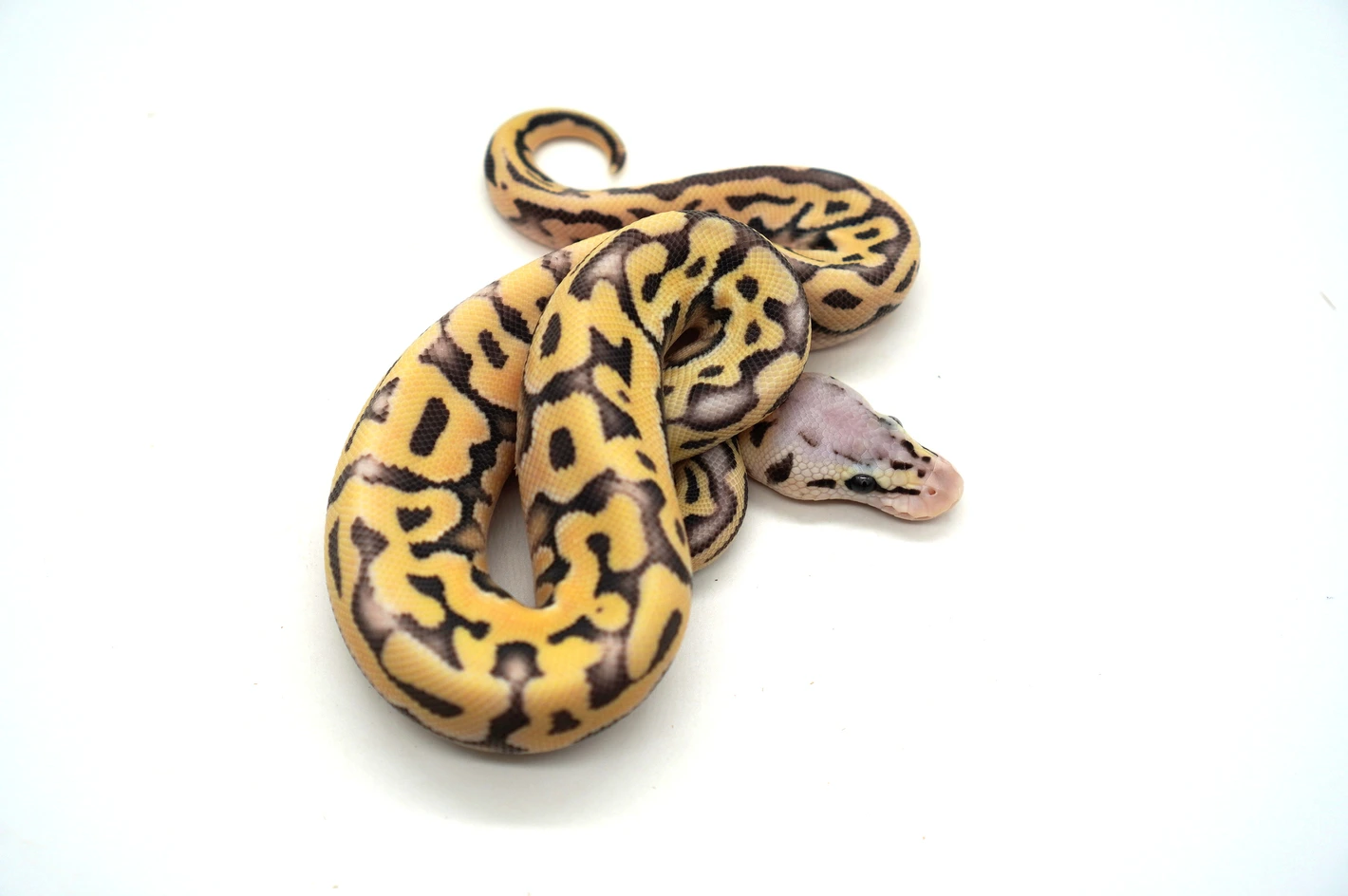 Ball Python Morphs