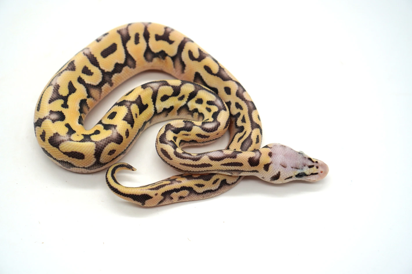 Super Pastel Desert Ghost Puzzle