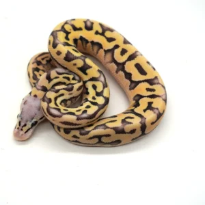 Ball Python Morphs