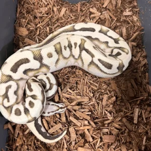 Pastel YB Desert Ghost Puzzle Ball Python For Sale
