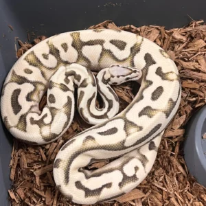 Pastel YB Desert Ghost Puzzle Ball Python For Sale