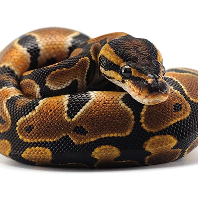 ball python snake morphs