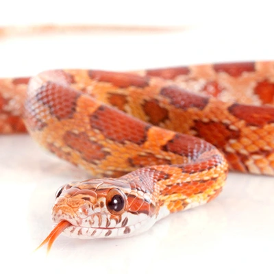 corn snakes for sale