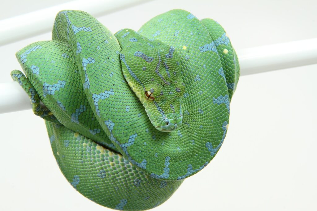 green tree morph python snake