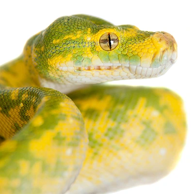 green tree python morphs