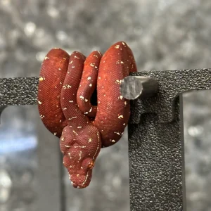 Green Tree Python Biak X Aru Neonate for sale