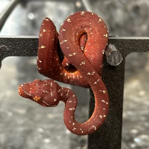 Green Tree Python Biak X Aru Neonate