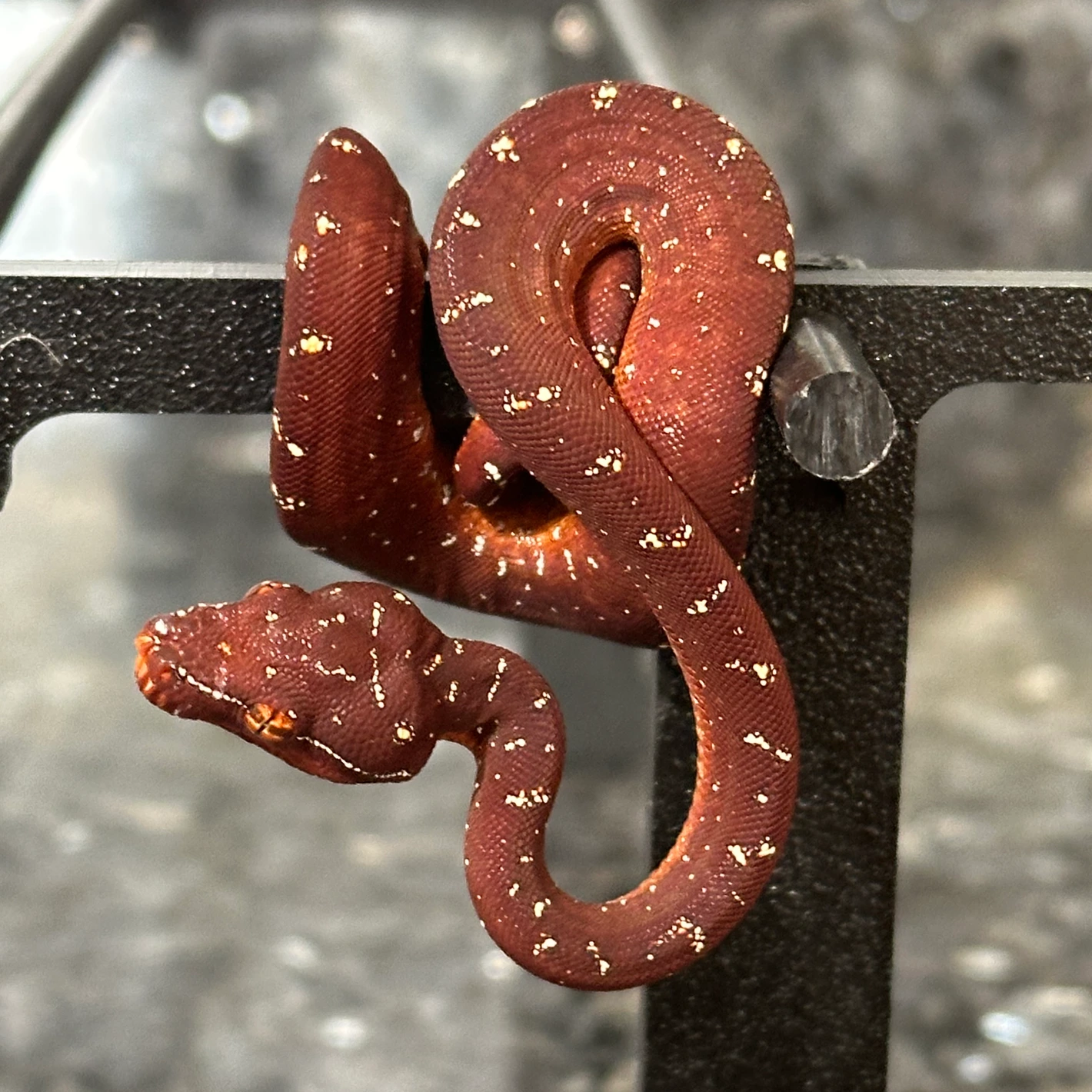 Green Tree Python Biak X Aru Neonate