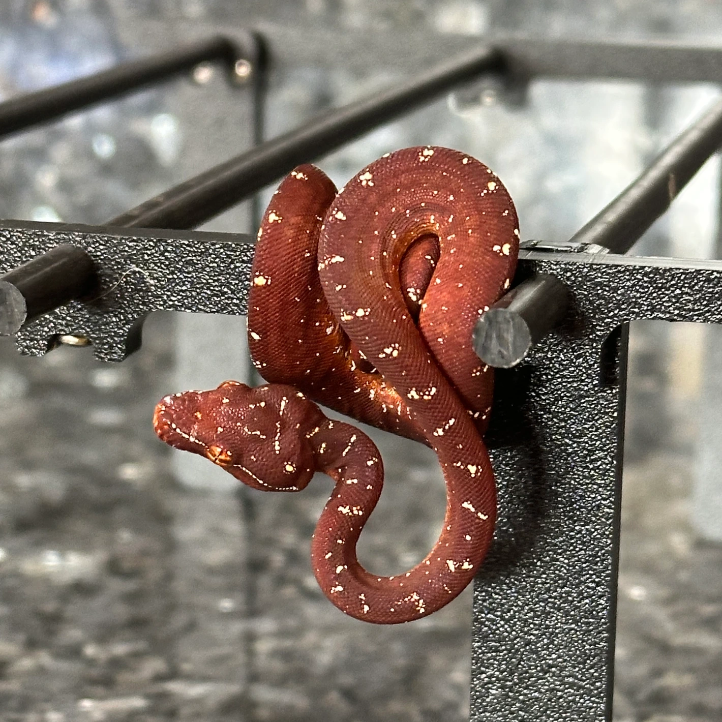 Green Tree Python Biak X Aru Neonate