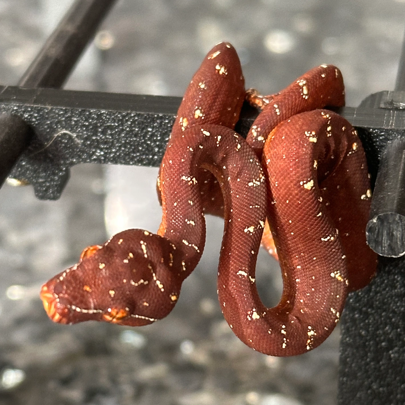 Green Tree Python Biak X Aru Neonate