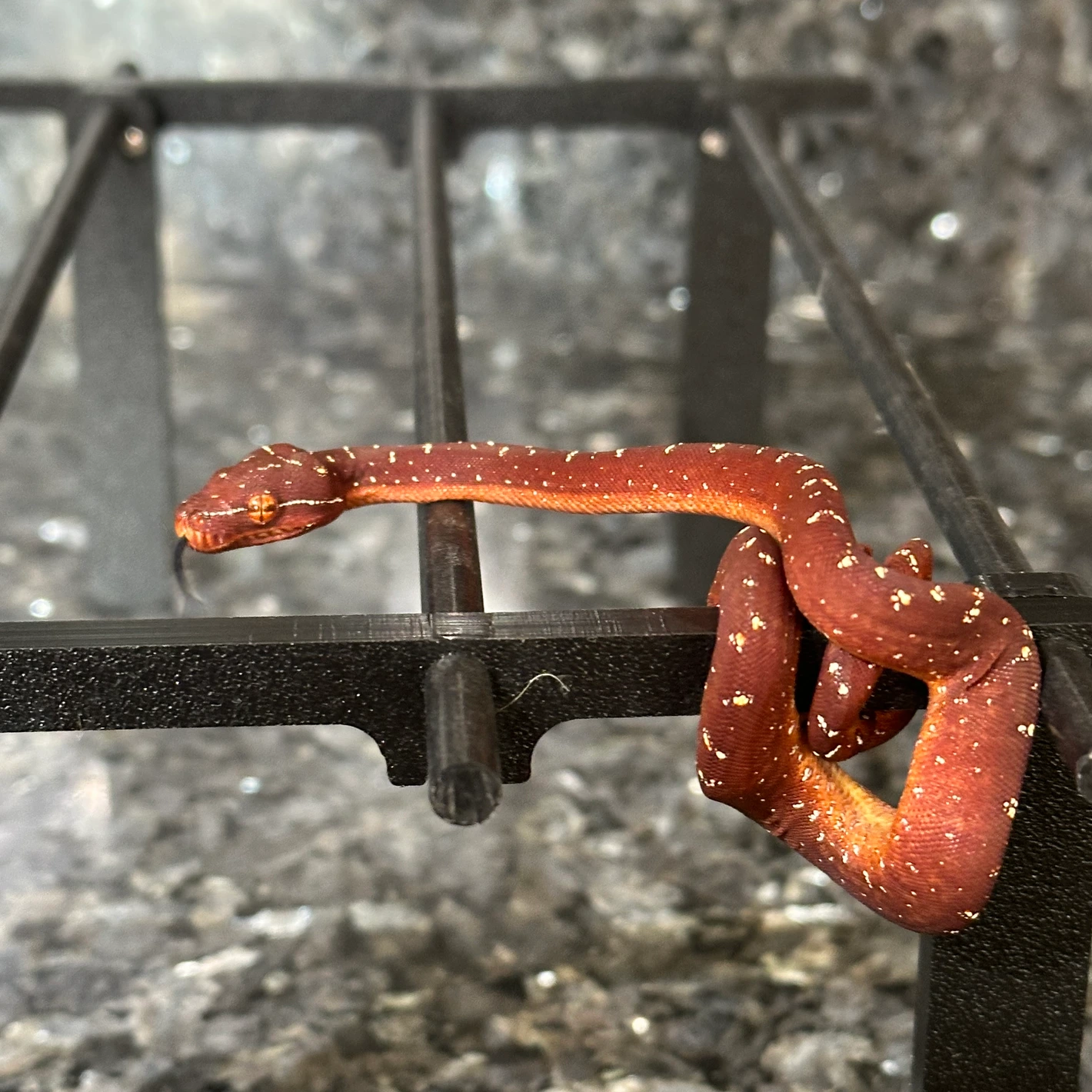 Green Tree Python Biak X Aru Neonate for sale