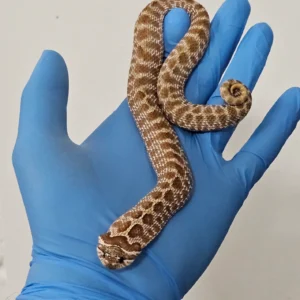 Baby Cinnamon Western Hognose Snake For Sale