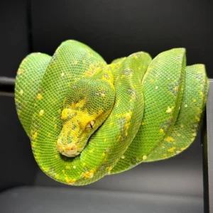 Biak X Manokwari Python Green Tree For sale