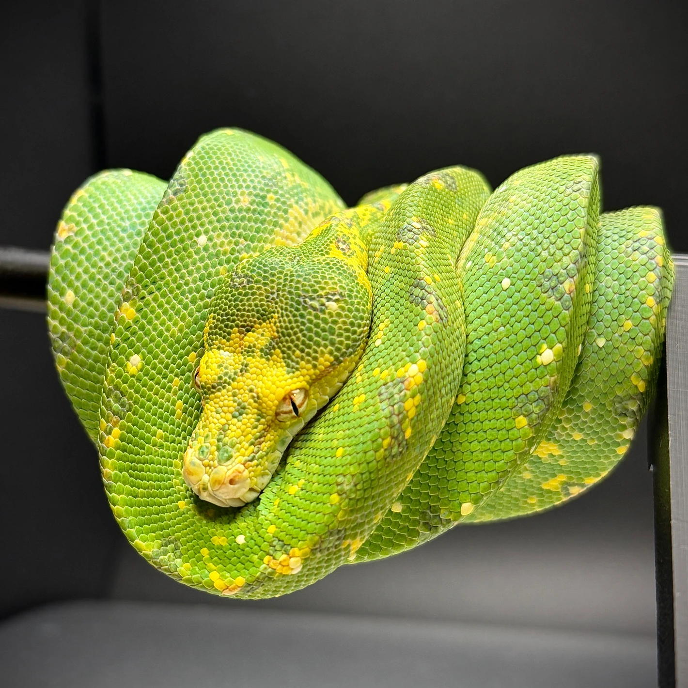 Biak X Manokwari Python Green Tree For sale