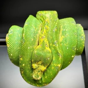 Biak X Manokwari Python Green Tree